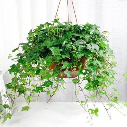 常春藤盆栽室內(nèi)客廳吊籃花卉空氣凈化植物盆栽